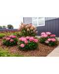 Hydrangea arborescens Stand Up Pink в композиции